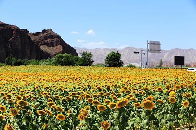 《上古卷轴OL》开发者：过去十年提供内容超10个单机游戏